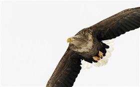 alas de águila HD fondos de pantalla