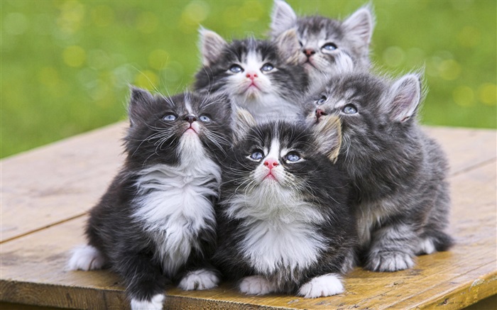 Cinco gatitos Fondos de pantalla, imagen