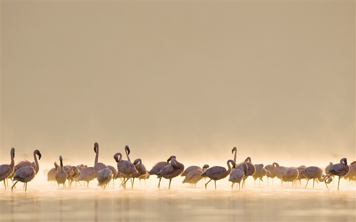 Flamingos, lago Fondos de pantalla, imagen