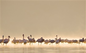 Flamingos, lago HD fondos de pantalla