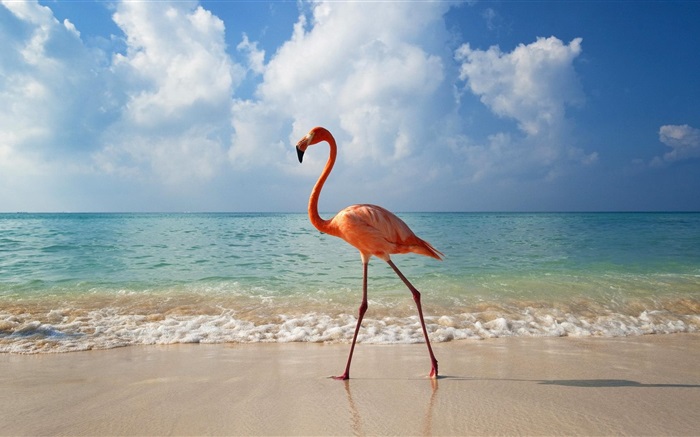 Flamingos paseo en la playa Fondos de pantalla, imagen