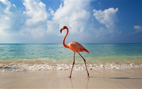 Flamingos paseo en la playa HD fondos de pantalla