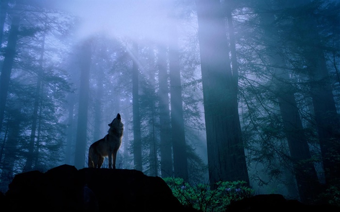 lobo del bosque Fondos de pantalla, imagen
