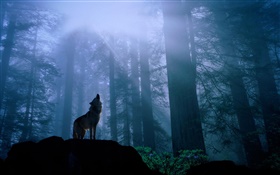 lobo del bosque HD fondos de pantalla
