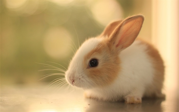 Cachorro de conejo peludo Fondos de pantalla, imagen