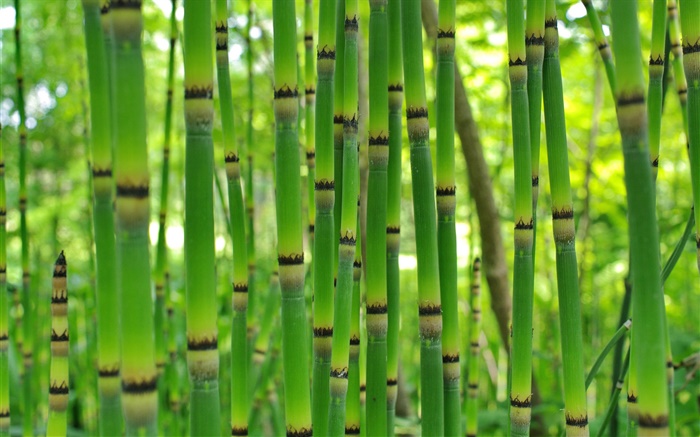 Bambú verde, primavera Fondos de pantalla, imagen