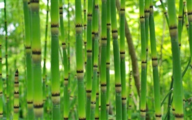 Bambú verde, primavera