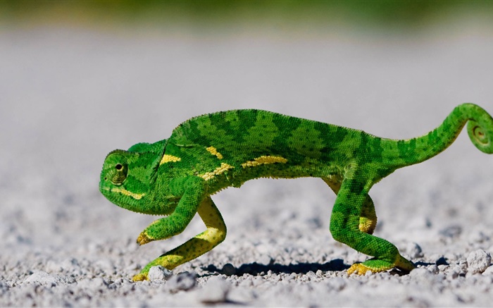 verde camaleón en la carretera Fondos de pantalla, imagen