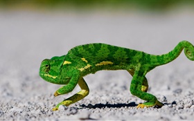 verde camaleón en la carretera HD fondos de pantalla