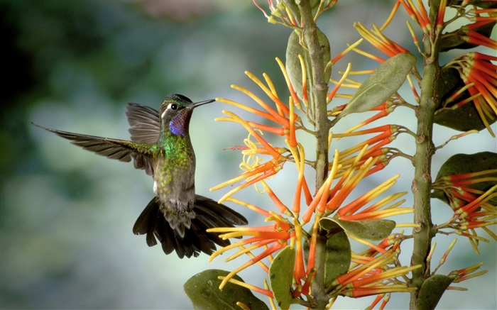 colibrí recoger néctar Fondos de pantalla, imagen