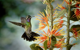 colibrí recoger néctar