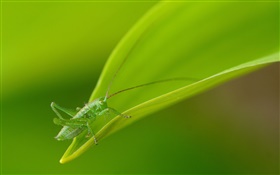 Insectos primer plano, saltamontes verde