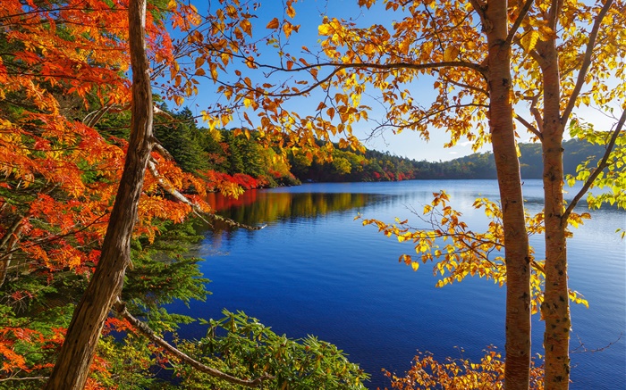 Lago, árboles, bosque, cielo azul, otoño Fondos de pantalla, imagen