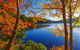 Lago, árboles, bosque, cielo azul, otoño