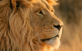 cara del león primer plano