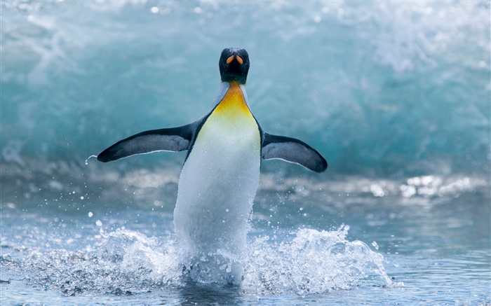 Pingüino antártico de Lonely Fondos de pantalla, imagen