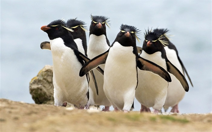 Muchos pingüinos Fondos de pantalla, imagen