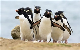 Muchos pingüinos HD fondos de pantalla