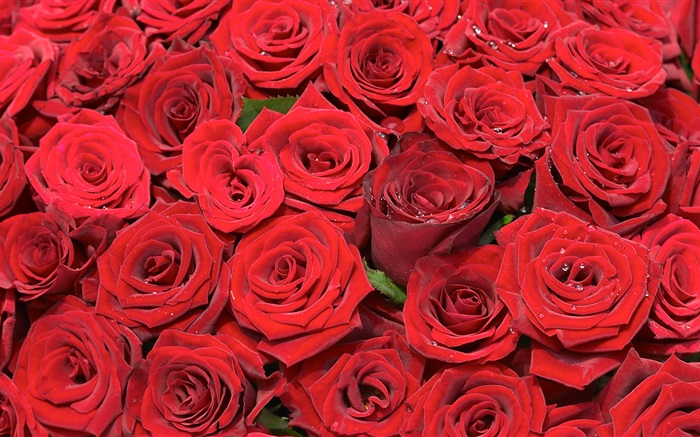Muchas flores rosas rojas Fondos de pantalla, imagen