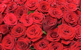 Muchas flores rosas rojas