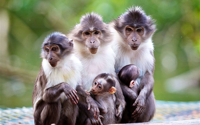 Familia del mono, madre, bebé Fondos de pantalla, imagen