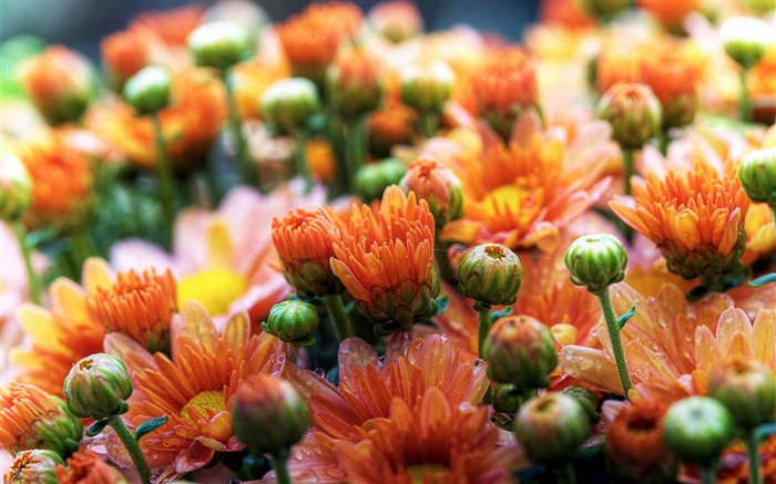 margaritas anaranjadas flores Fondos de pantalla, imagen
