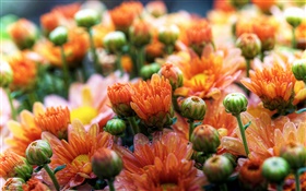 margaritas anaranjadas flores HD fondos de pantalla