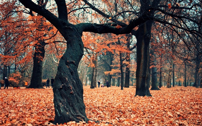 Parque, árboles, hojas rojas en el suelo Fondos de pantalla, imagen