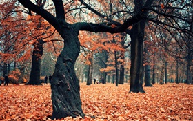 Parque, árboles, hojas rojas en el suelo HD fondos de pantalla
