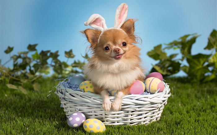 mascotas perro, cesta, huevos Fondos de pantalla, imagen