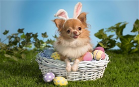 mascotas perro, cesta, huevos
