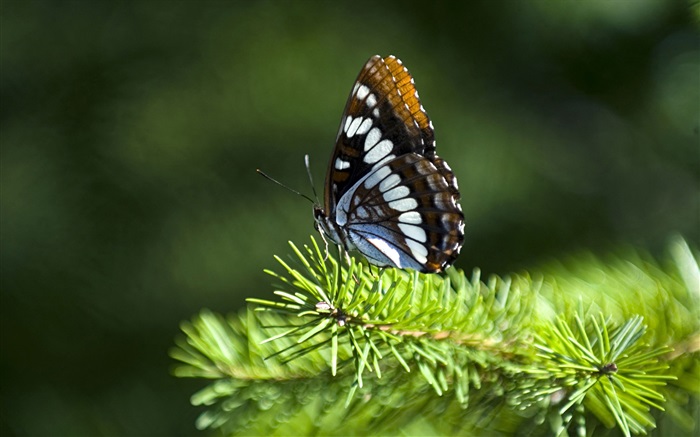 Ramitas de pino, mariposa Fondos de pantalla, imagen