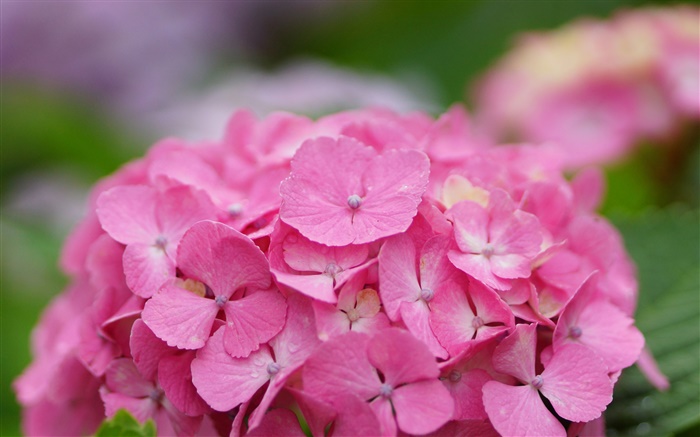 Flores de color rosa hortensia Fondos de pantalla, imagen