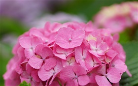 Flores de color rosa hortensia