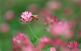 Pequeñas flores de color rosa, la abeja HD fondos de pantalla