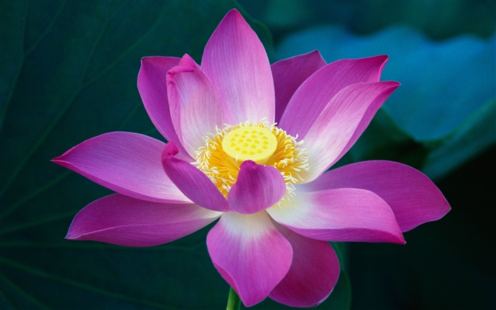 Flor de loto rosada de cerca Fondos de pantalla, imagen