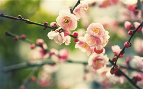 Flores rosadas del ciruelo, bokeh HD fondos de pantalla