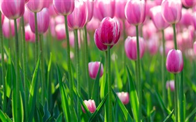 Flores rosadas del tulipán, el amanecer