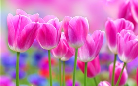 Flores de los tulipanes de color rosa, fondo borroso