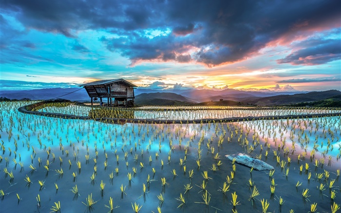 plantación, arroz, choza, hermoso paisaje de Asia Fondos de pantalla, imagen