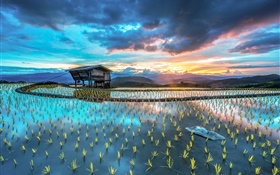 plantación, arroz, choza, hermoso paisaje de Asia HD fondos de pantalla