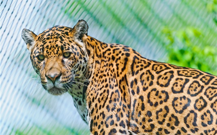Predators, jaguar, se ven Fondos de pantalla, imagen