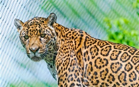 Predators, jaguar, se ven HD fondos de pantalla