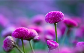 Flores púrpuras y difusa HD fondos de pantalla