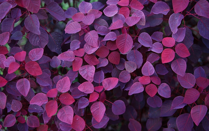 Hojas púrpuras, plantas Fondos de pantalla, imagen