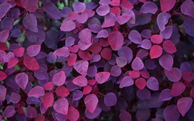 Hojas púrpuras, plantas