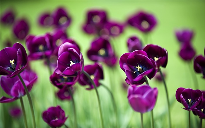Flores de tulipán púrpura, fondo verde Fondos de pantalla, imagen