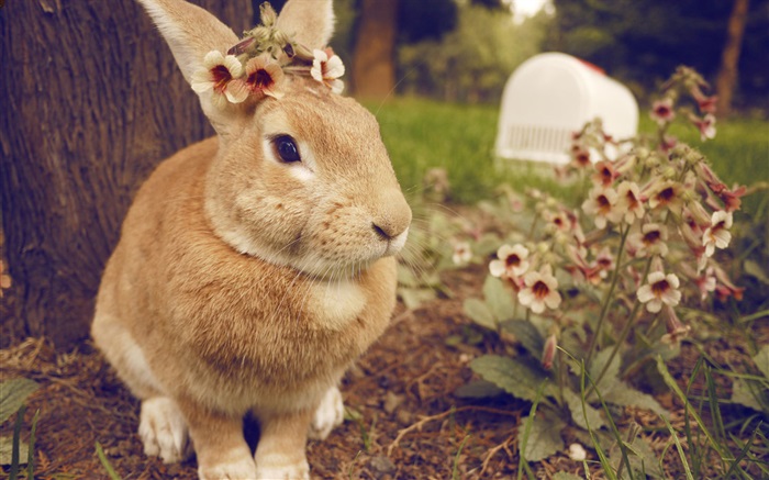 Conejo y flores Fondos de pantalla, imagen