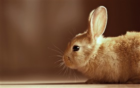 Conejo de primer plano HD fondos de pantalla