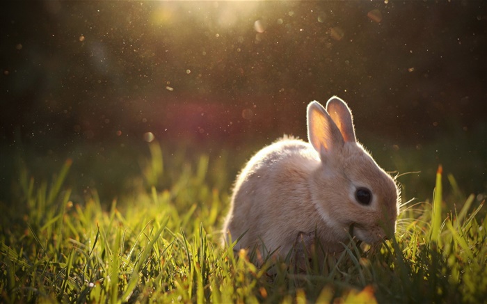 pastoreo conejo Fondos de pantalla, imagen